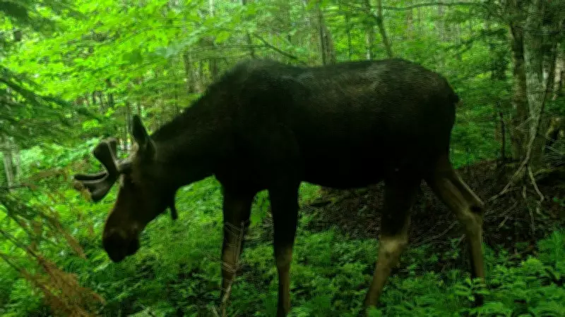 Nova Scotia Moose Conservation Group Opposes Wind Turbine Project