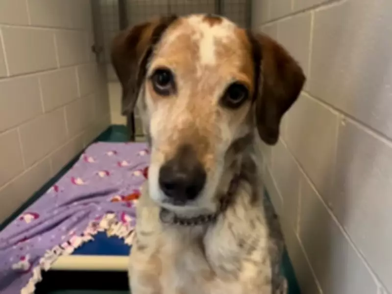 Oakville Shelter's Longest Resident Monty Seeks Forever Home After 443 Days