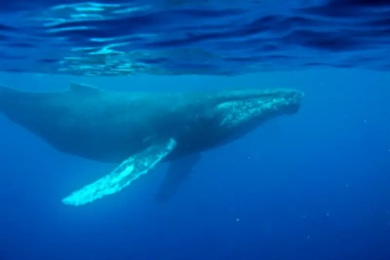 Oldest Whale Recording May Reveal Ocean Secrets, Scientists Say