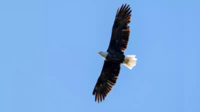 Oneida of the Thames First Nation Mourns After Eagle Found Killed and Mutilated