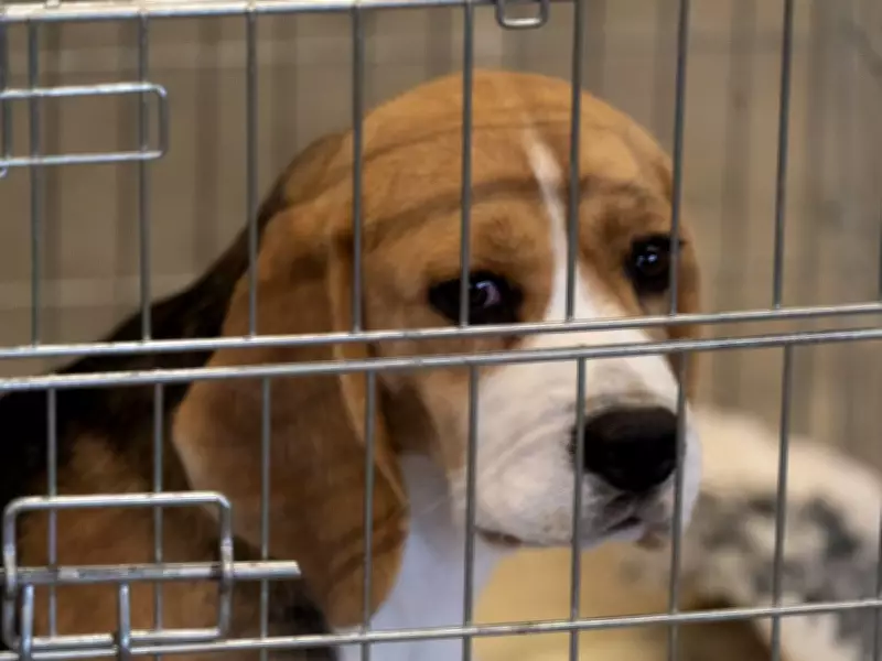 Ontario Hospital Labs Imported Research Dogs from U.S. Breeder with Violation History