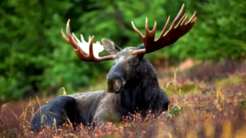 Ontario Hunter Receives Lifetime Ban and Fine for Illegal Moose Hunt