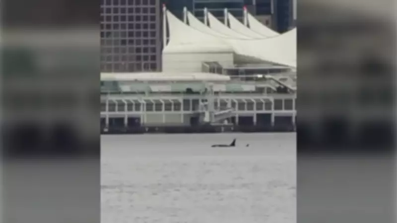 Orca Sighting in Vancouver Harbour Makes Perfect Birthday Gift for B.C. Woman