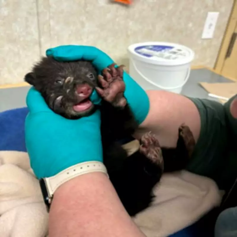 Orphaned Black Bear Cub Rescued, Embarks on 900-Kilometer Journey in British Columbia