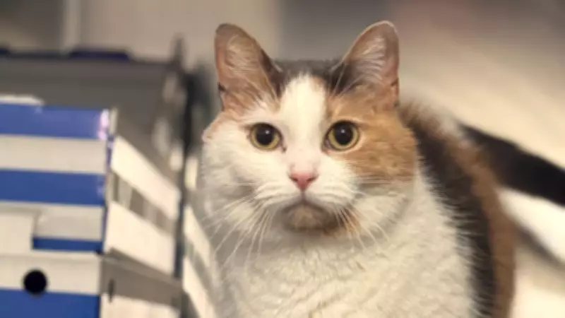 OSPCA Rescues 22 Cats and 5 Dogs from Northern Ontario Community