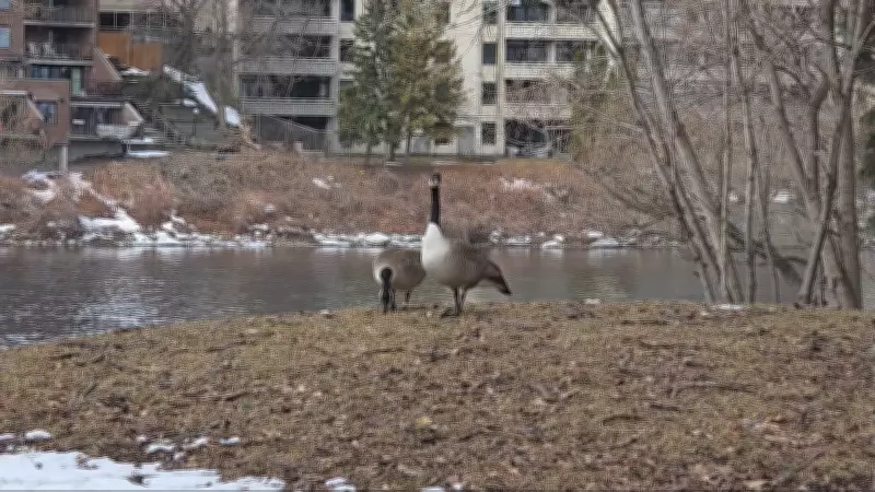 Ottawa Braces for Wintry Mix as Spring Weather Takes a Chilly Turn