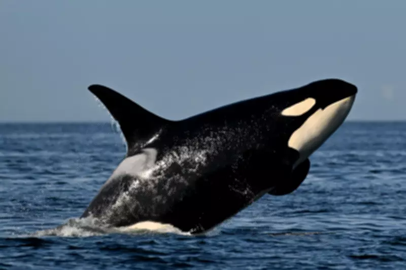 Ottawa Proposes New Rule to Keep Vessels One Kilometre from Southern Resident Orcas