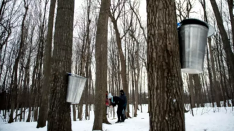 Ottawa's Weekend Guide: Free Cone Day, Snow Alert, and Local Events