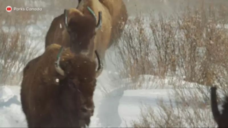 Parks Canada Considers Expanding Bison Program After Banff Herd Success
