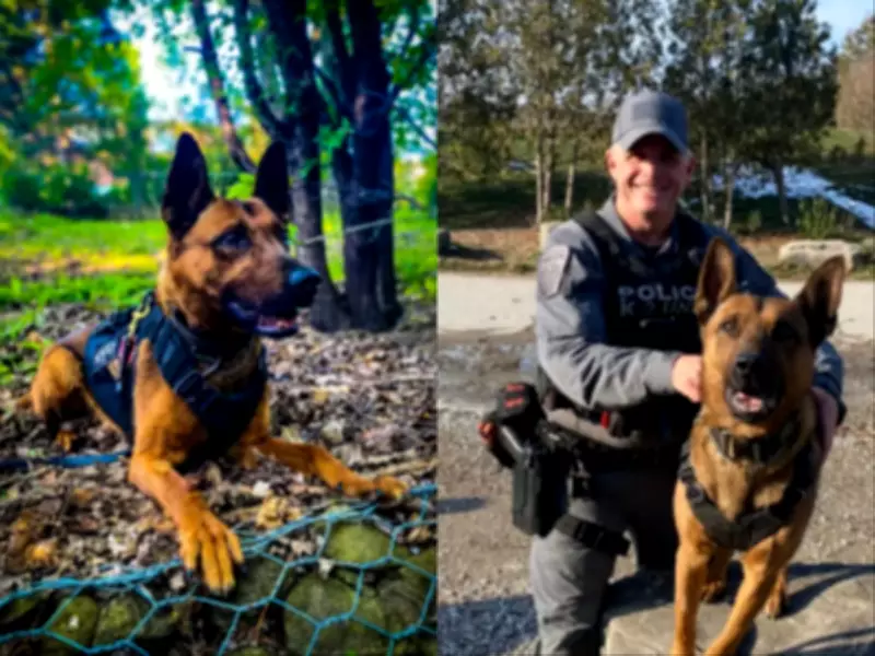 Peel Police Mourn Kylo, Canine Hero Behind Over 100 Arrests, After Sudden Death