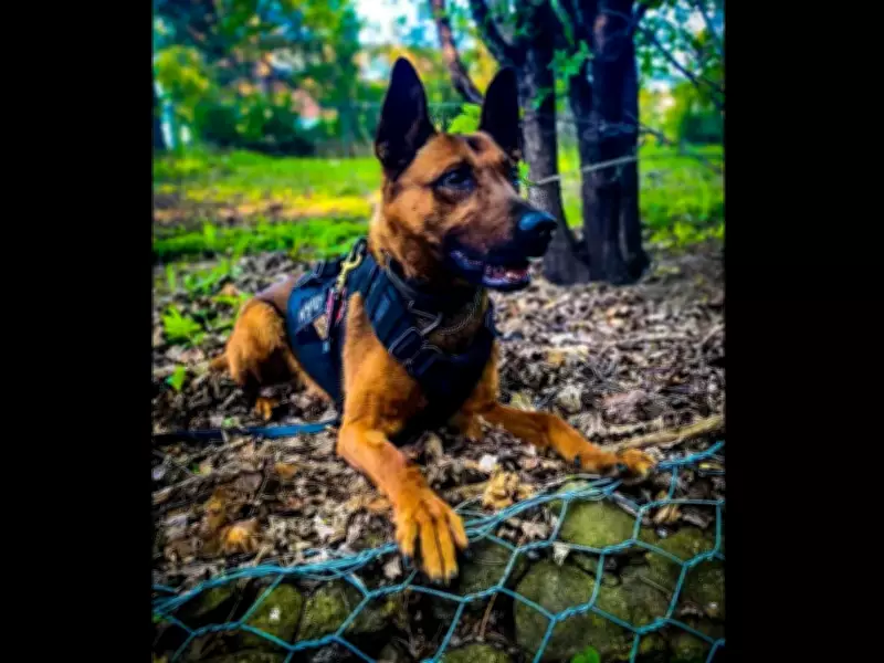 Peel Police Mourn Loss of Beloved Service Dog Kylo After Cancer Battle