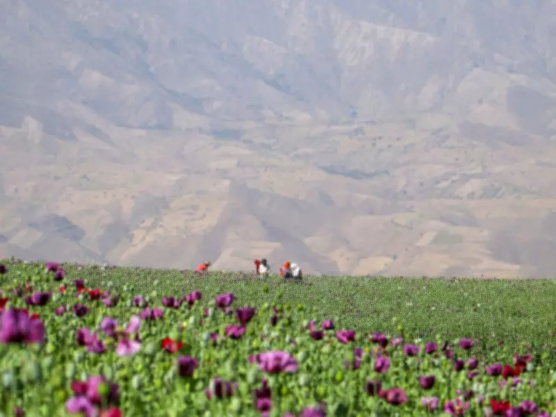 Permanent Resident Sentenced to 16 Years for $35M Opium Smuggling Operation