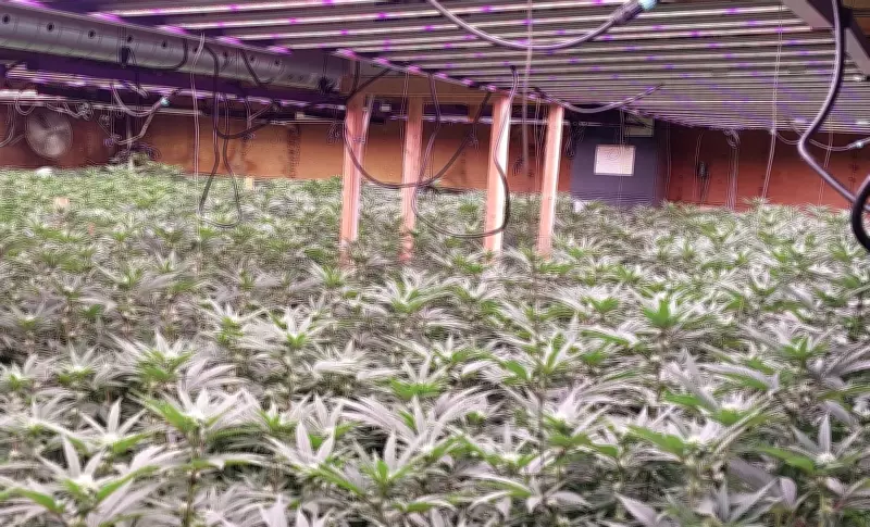 Police Uncover $2 Million Cannabis Grow Operation in Clinton Area Raid
