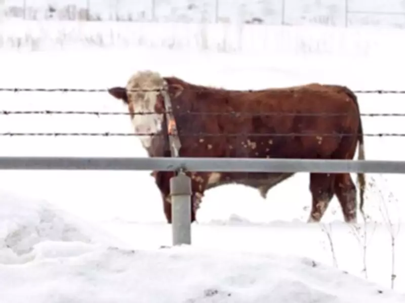 Police Warn Against Hunting Escaped Cows After Highway Collision in Northwestern Ontario
