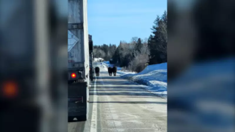 Police Warn Hunters: Do Not Target Escaped Cattle in Northwestern Ontario