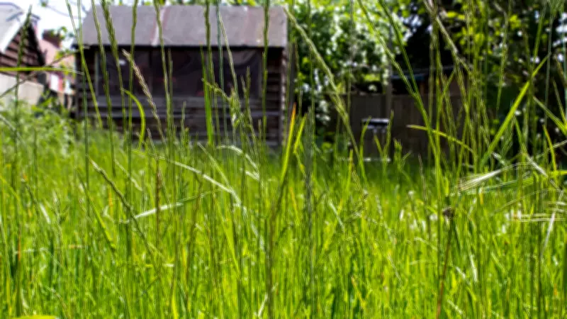 Property Standards Issues Dominate Essex's Bylaw Workload, Report Reveals