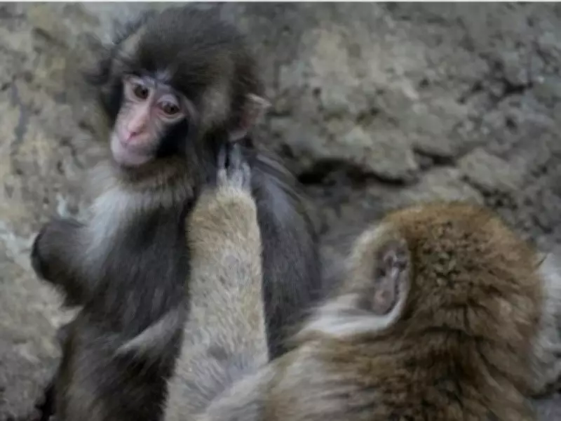 Punch the Baby Macaque Thrives, Makes Friends at Japanese Zoo