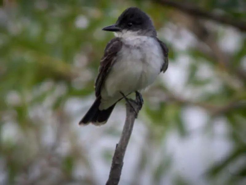 Quebec Tribunal Dismisses Case Over Race-Based Hiring in Bird Conservation
