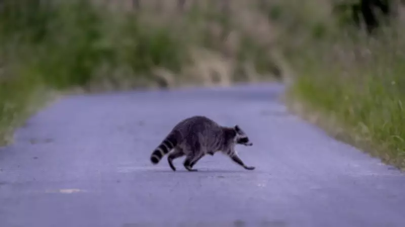 Raccoon Triggers Widespread Power Outage in Gatineau After Entering Hydro-Québec Substation