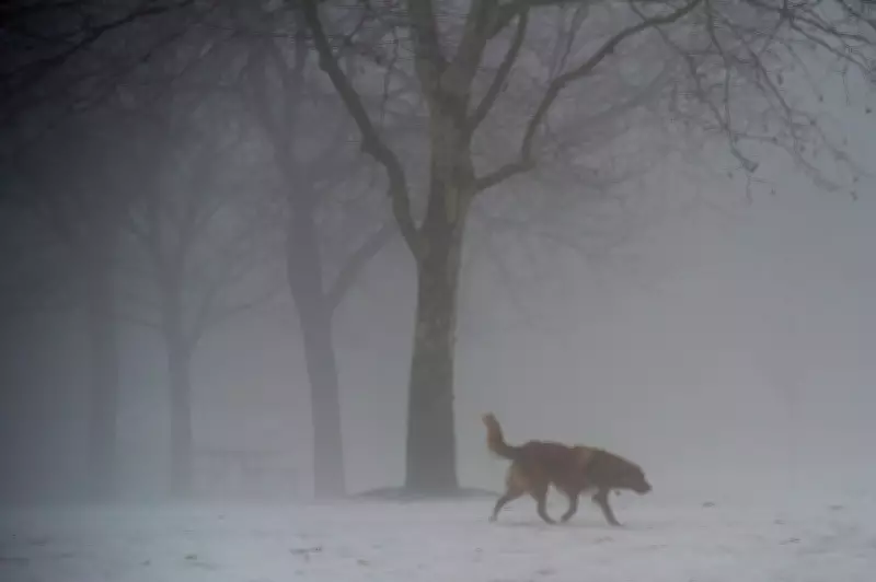 Rain, Thunderstorms, and Dense Fog Forecast for Greater Toronto and Hamilton Area