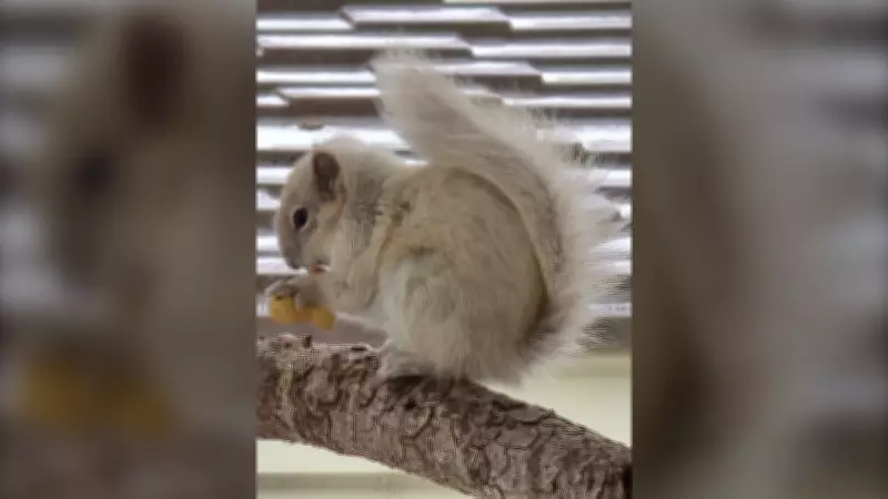 Rare White Squirrel Spotted in Winnipeg Neighborhood, Captivates Residents