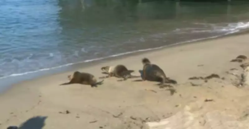 Rehabilitated Sea Lion Pups Return to Ocean After California Rescue