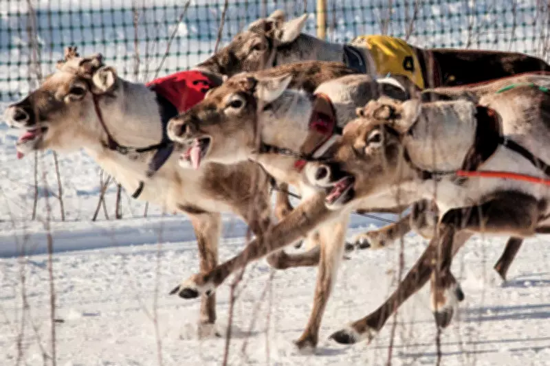 Reindeer Racing Captivates Crowds in Finland's Arctic North Near Russian Border