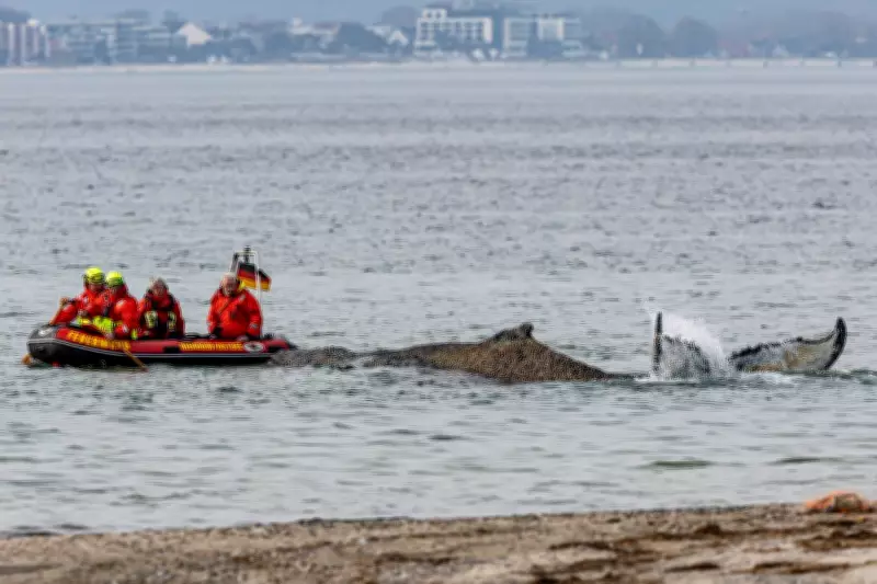Rescuers Battle to Refloat Stranded Humpback Whale on Germany's Baltic Coast