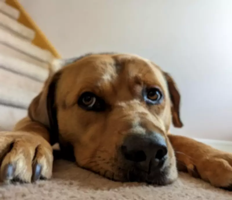 Rogers the Shepherd Mix Seeks Forever Home After Five Years at Toronto Humane Society
