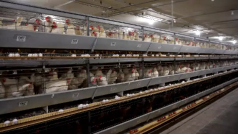 Saskatchewan Advances Poultry Research with New Facility Amid Industry Shift