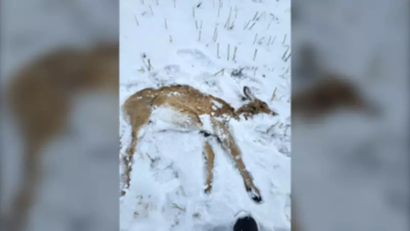 Saskatchewan Conservation Officers Hunt Truck Used to Intentionally Run Over Deer