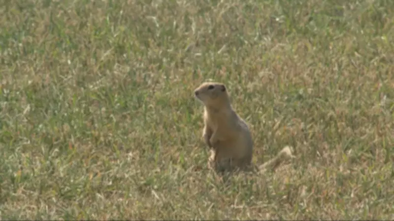 Saskatchewan Farmers Celebrate Temporary Strychnine Approval for Pest Control