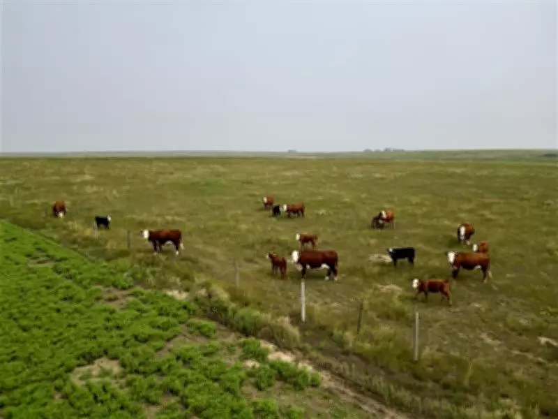 Saskatchewan Livestock Producers Welcome Changes to AgriStability Program