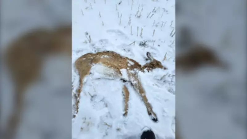 Saskatchewan Man Charged After Deer Chased and Struck by Vehicle