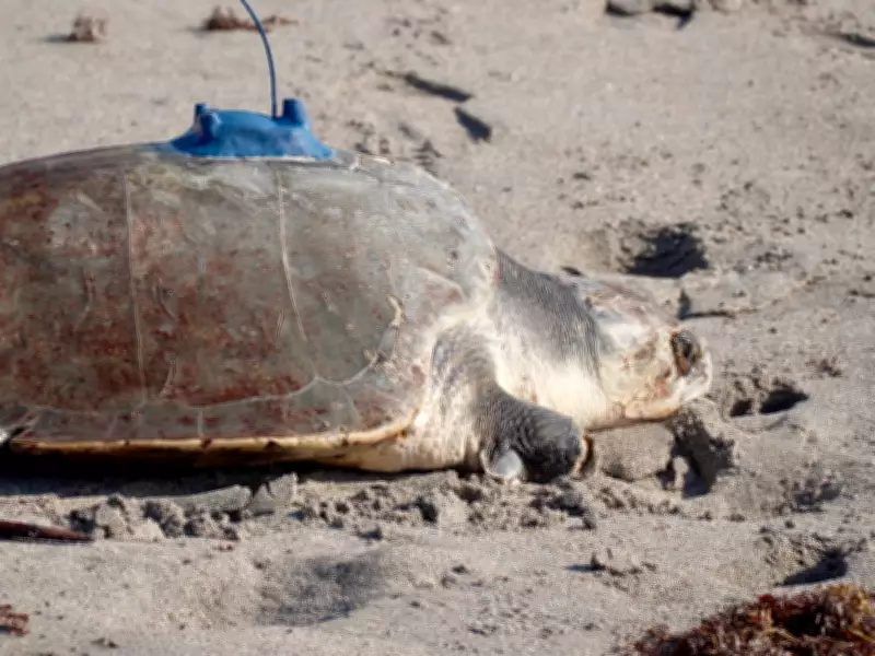 Satellite Tracks Three-Limbed Kemp's Ridley Sea Turtle After Rehabilitation Release