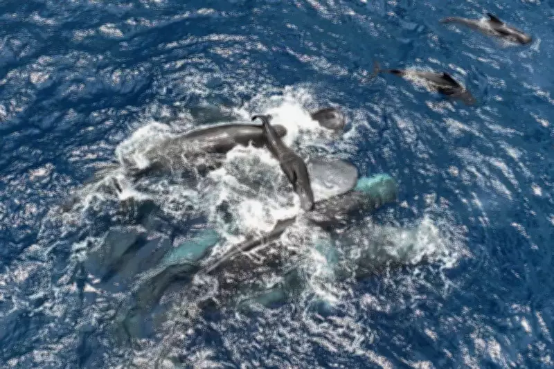 Scientists Film Rare Sperm Whale Birth, Revealing Protective Female Cooperation