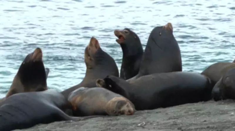 Sea Lions Swarm Vancouver Island Beach in Massive Herring Feeding Frenzy