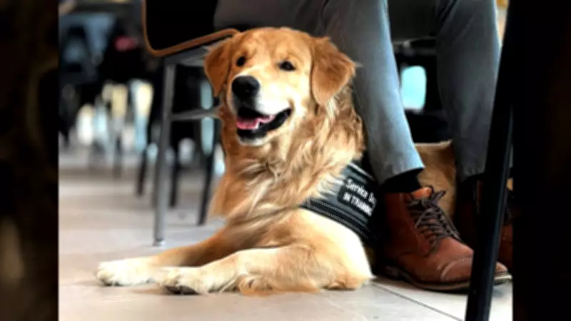 Service Dog in Training Mauled to Death at Gatineau Daycare, Owner Demands Change