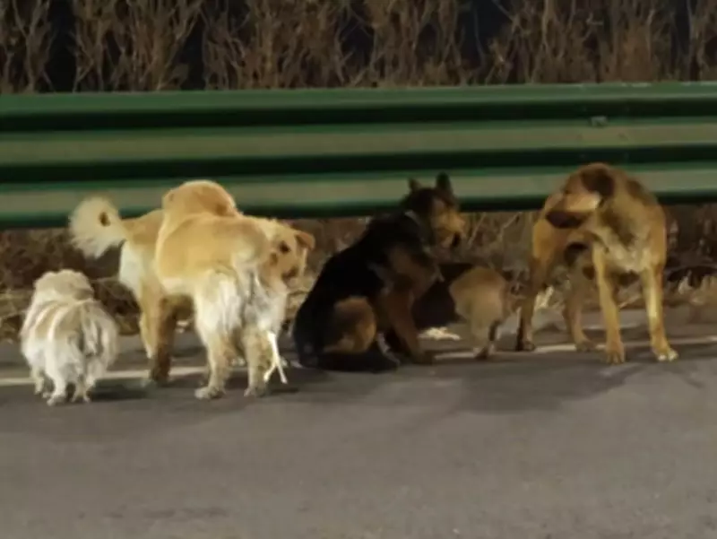 Seven Stolen Dogs Escape Captivity, Band Together for 17-Km Journey Home in China
