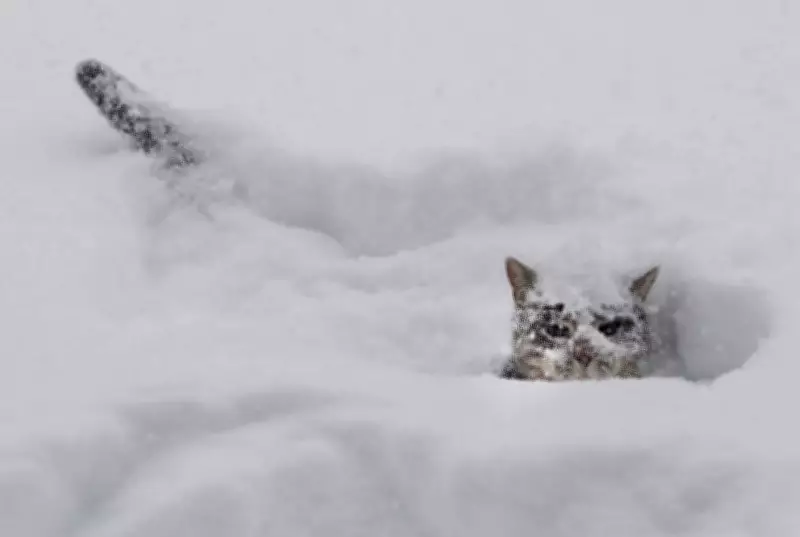 Significant Winter Storm to Impact Simcoe County on Friday, Up to 15 cm of Snow Forecast