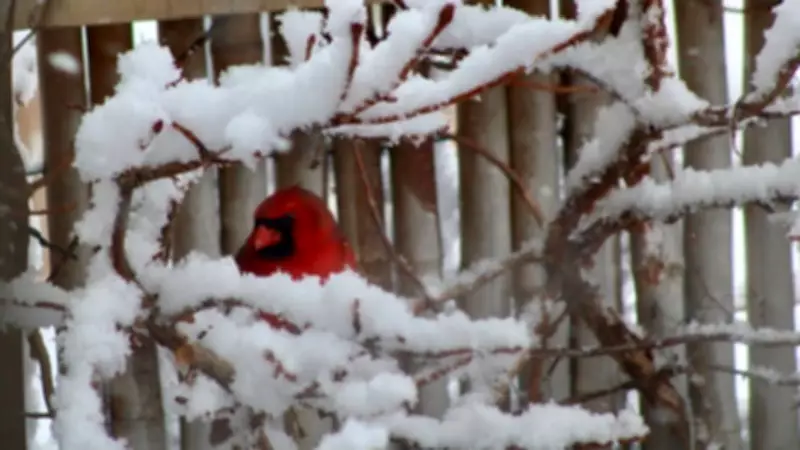 Snow Squalls and Gusty Winds Herald a Wintry Tuesday Before Gradual Warm-Up