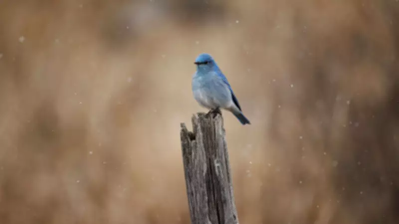 Spring's Bluebird Return Defies Alberta's Unseasonal Snowfall