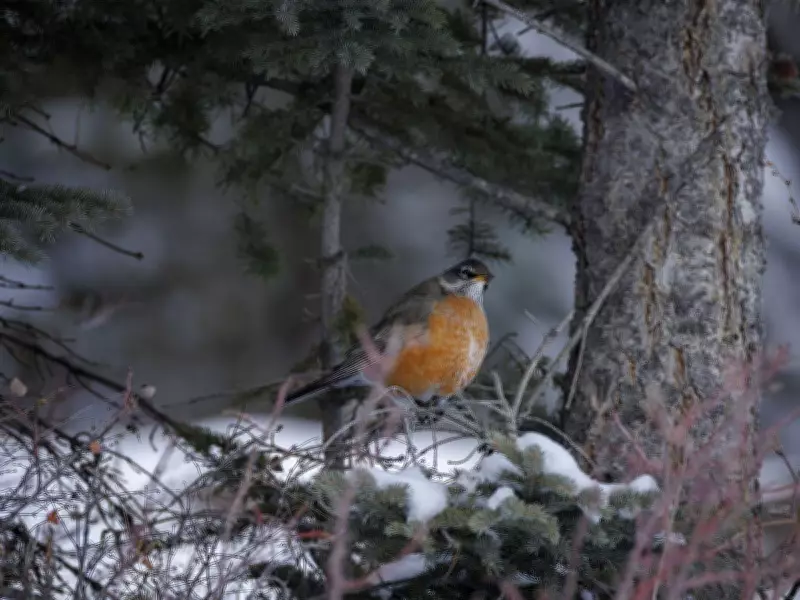 Spring's Palette Emerges: Wildlife and Willows Herald Alberta's Seasonal Shift