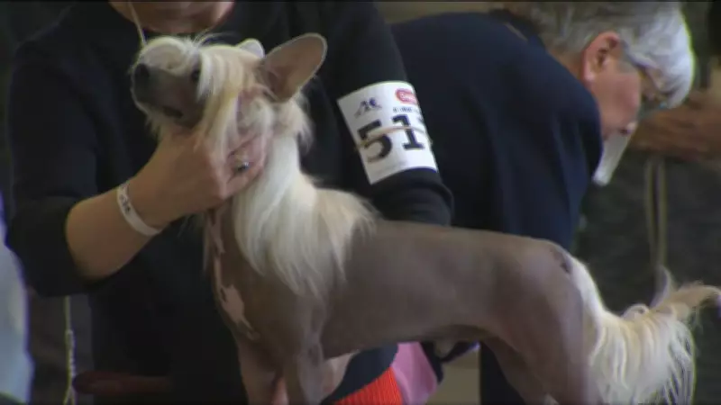 Stampede Park Hosts Alberta Kennel Club's Winter Classic Dog Show