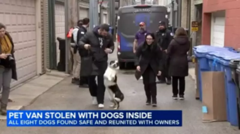 Stolen Grooming Van Recovered, All Dogs Safely Returned to Owners in Chicago