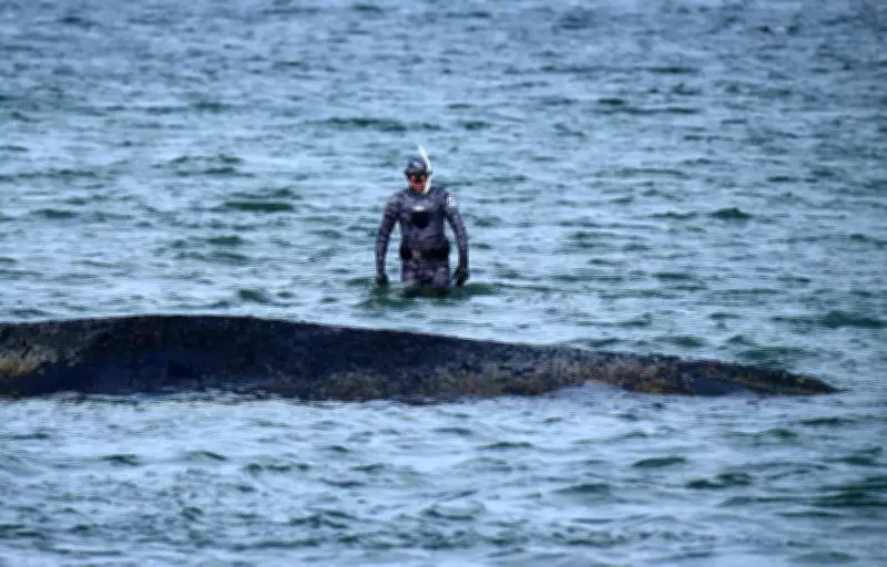 Stranded Whale Escapes Sandbank in Baltic Sea, But Danger Persists