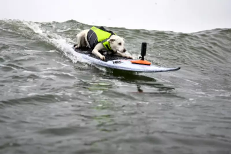 Sugar The Surfing Dog, First Canine in Surfer's Hall of Fame, Passes Away