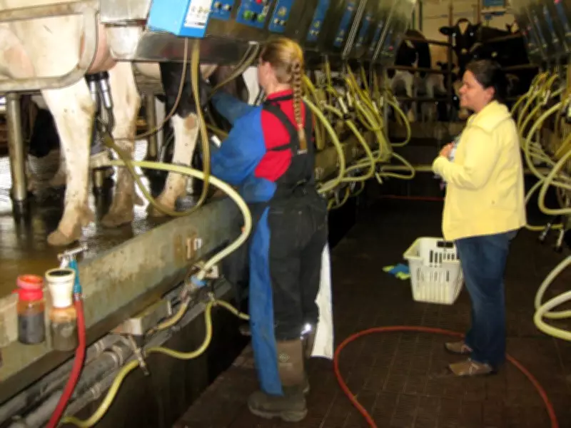 Sylvain Charlebois Proposes Gradual Phase-Out of Canada's Dairy Supply Management