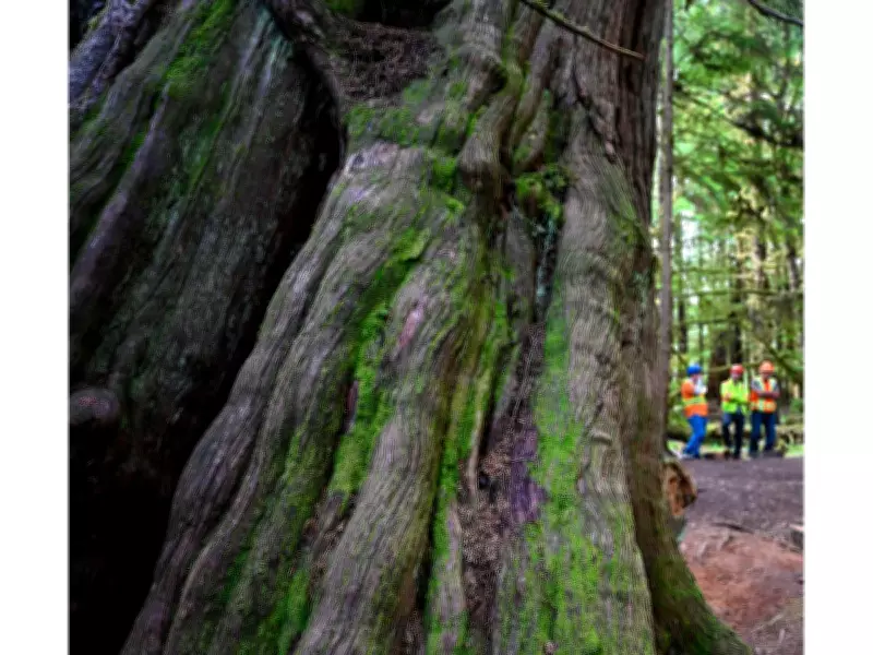 Taan Forest Becomes Canada's First FSC Verified Impact Forest