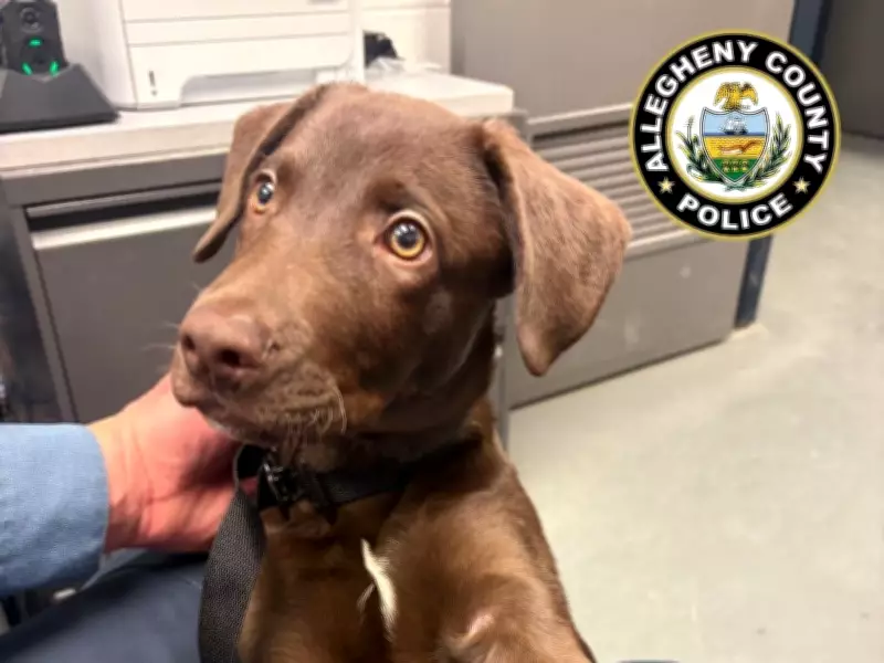 Texas Man Faces Charges for Abandoning Puppy at Pittsburgh Airport